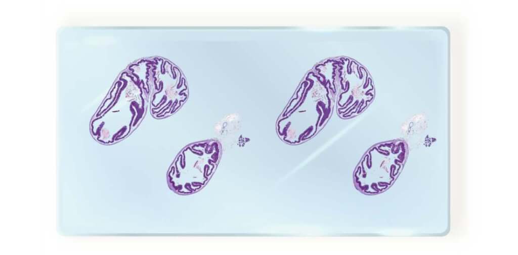 Precision Histology CRO That You can Count On
